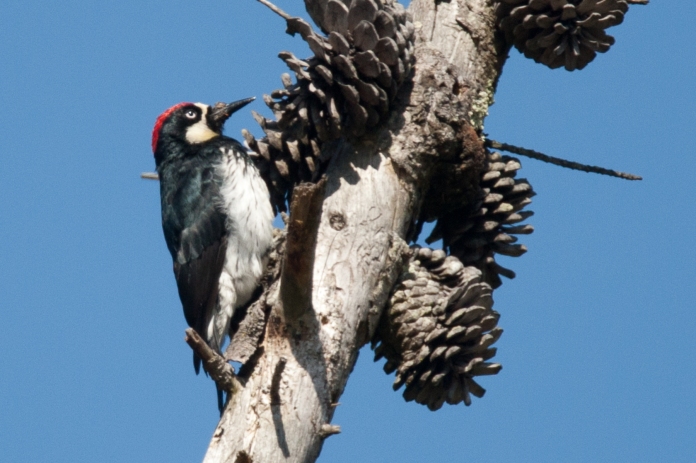 Acorn Woodpecker. Photo Credit: Bob Lewis, www.wingbeats.org