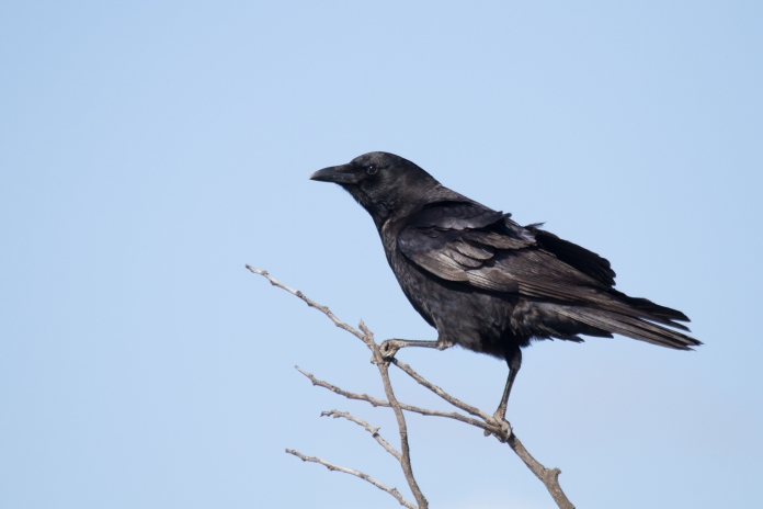 American Crow. Photo Credit: Bob Lewis, wingbeats.org