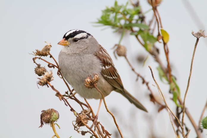 White Crowned Sparrow. Photo Credit: Bob Lewis, wingbeats.org