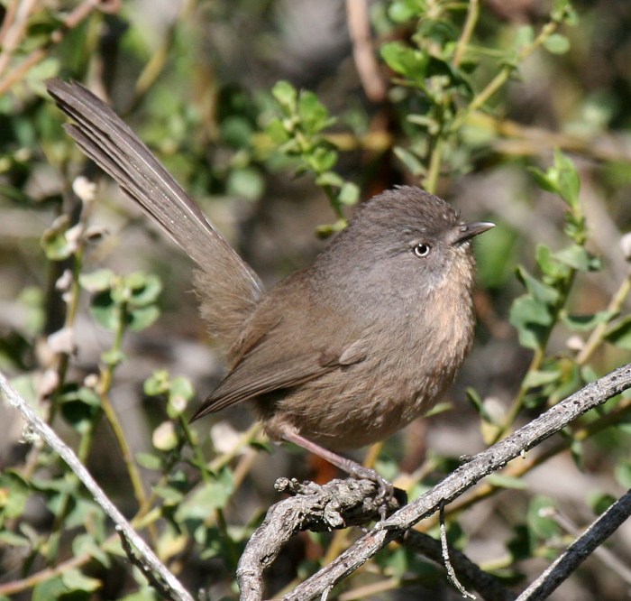 Wrentit. Photo Credit: Bob Lewis, wingbeats.org