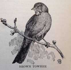 An illustration of a Brown Towhee from Hoffman’s “Birds of the Pacific States”