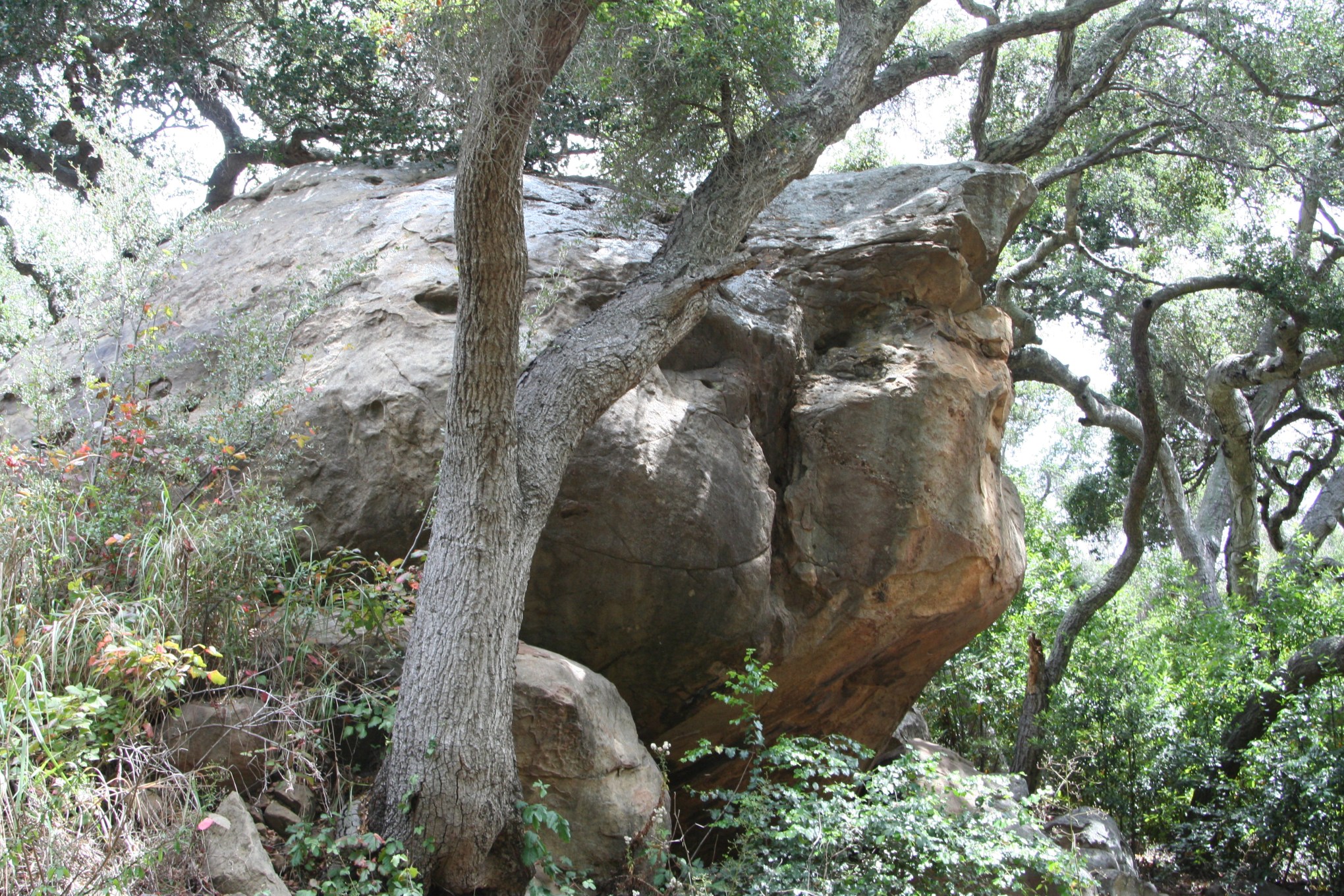 big rock with tree