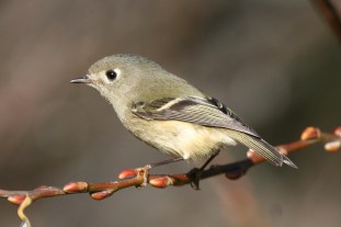 ruby-crowned-kinglet-042