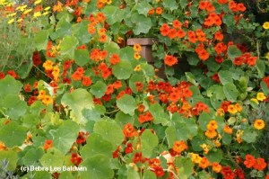 nasturtiums
