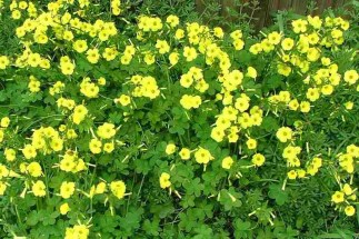oxalis