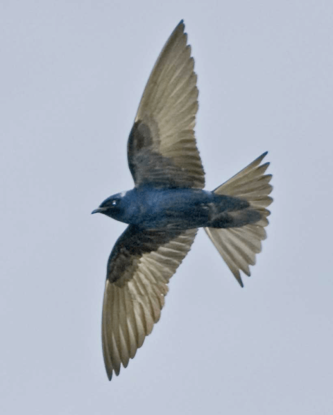 purple martin