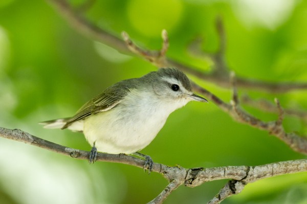Warbling Vireo
