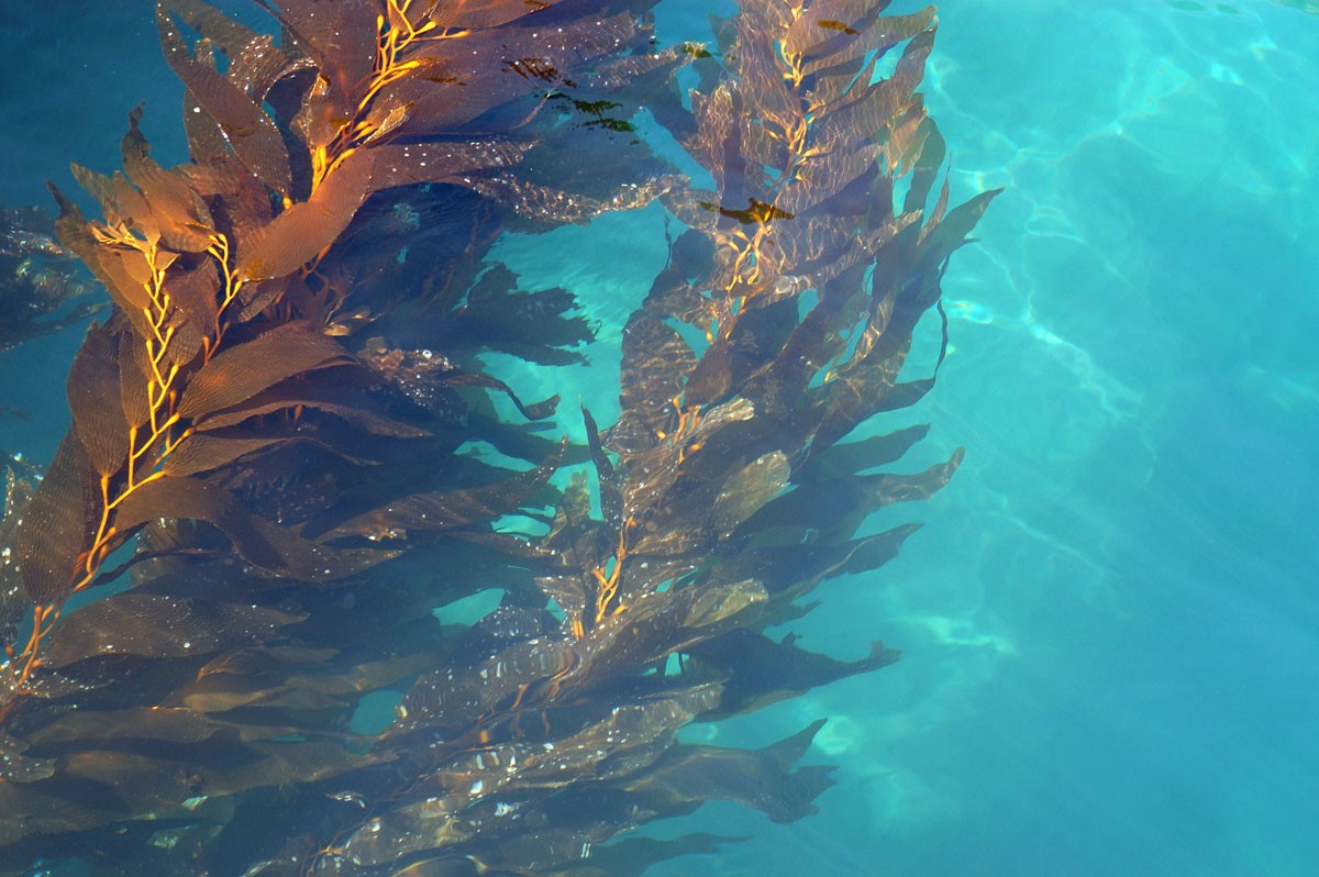 Giant Kelp
