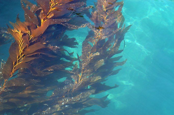 Giant Kelp